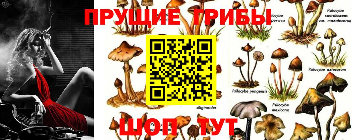 Псилоцибиновые грибы Psilocybe Краснокамск